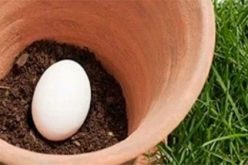 Lý do nên chôn trứng dưới đất trồng rau quả