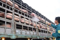 Đối phó dịch bệnh tả lợn châu Phi: Đã lên phương án nhập khẩu từ Mỹ, Úc, Hàn…