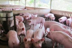 Thủ tướng: Không để giá thịt lợn giảm quá sâu