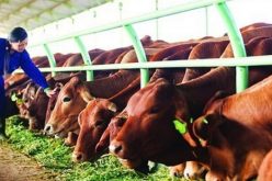 Doanh nghiệp 24h: HAGL Agrico chưa chuyển nhượng phần vốn góp sở hữu bởi Bò sữa Tây Nguyên tại Đông Pênh cho Thadi