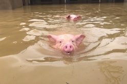 Miền Trung mất 50.000 con lợn do mưa bão, giá lợn hơi diễn biến tăng nhẹ