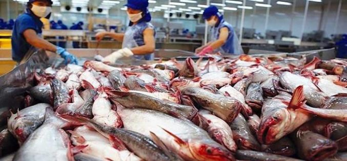 Xuất khẩu cá tra tăng mạnh, doanh nghiệp thủy sản đồng loạt báo lãi quý 1 tăng bằng lần