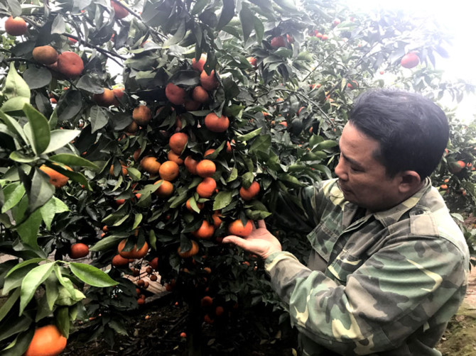 n&ocirc;ng d&acirc;n l&agrave;m gi&agrave;u,n&ocirc;ng d&acirc;n tỷ ph&uacute;,trồng cam,trồng cam canh,khởi nghiệp n&ocirc;ng nghiệp