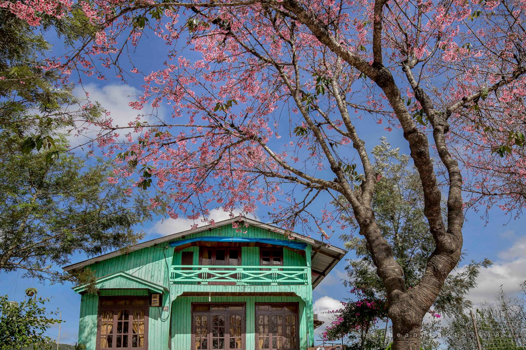 Di khap 'hang cung ngo hem' Da Lat ngam mai anh dao hinh anh 4