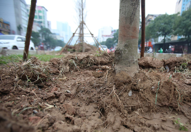 Hà Nội trồng hàng trăm cây phong lá đỏ trên phố