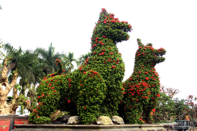 c&acirc;y cảnh,c&acirc;y kiểng,si&ecirc;u c&acirc;y cảnh,H&agrave; Nội,c&acirc;y mẫu đơn