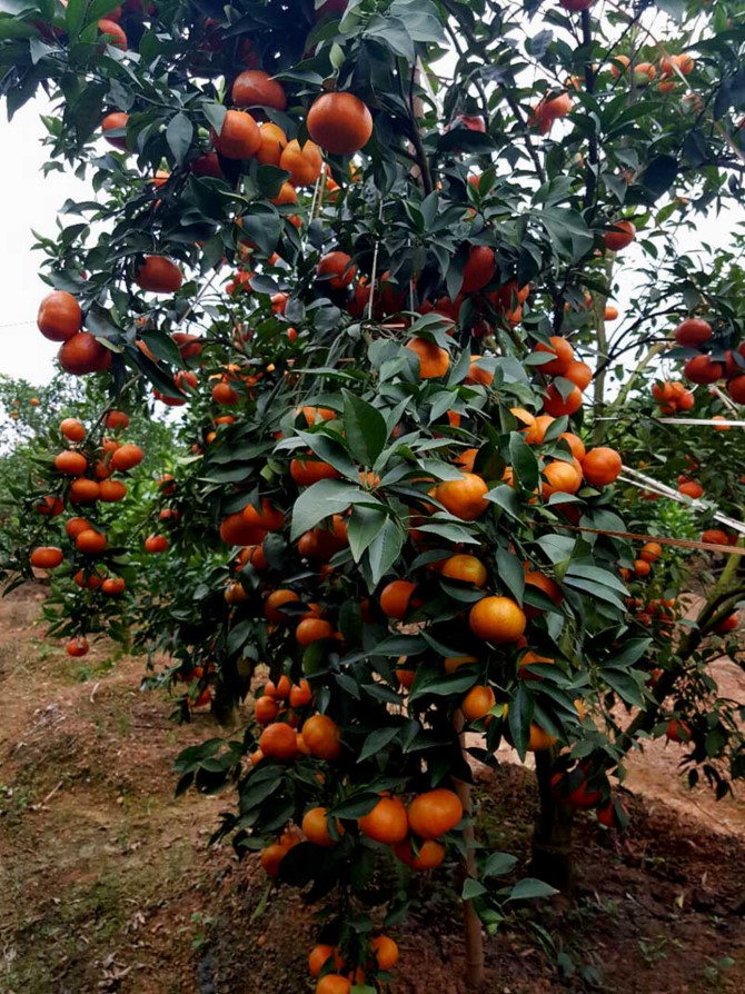 n&ocirc;ng d&acirc;n l&agrave;m gi&agrave;u,n&ocirc;ng d&acirc;n tỷ ph&uacute;,trồng cam,trồng cam canh,khởi nghiệp n&ocirc;ng nghiệp