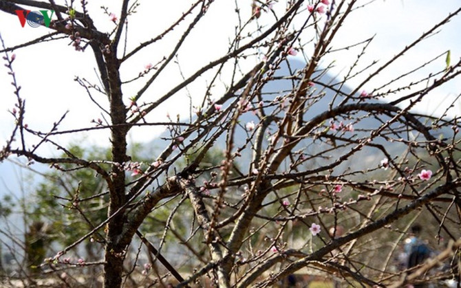 kiem bon tien tu viec dua dao rung xuong pho hinh 7