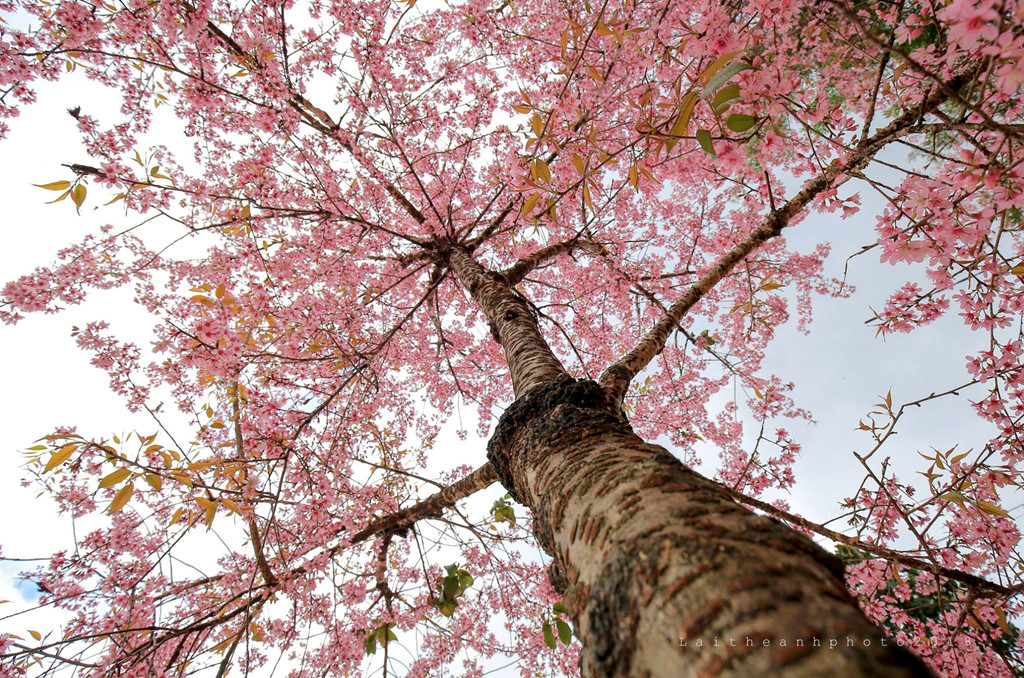 Di khap 'hang cung ngo hem' Da Lat ngam mai anh dao hinh anh 14