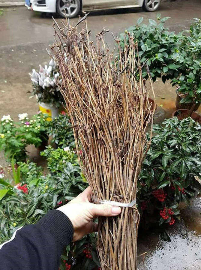 hoa đỗ quyên,thị trường tết,thị trường hoa tết,hoa chơi tết,tết nguyên đán