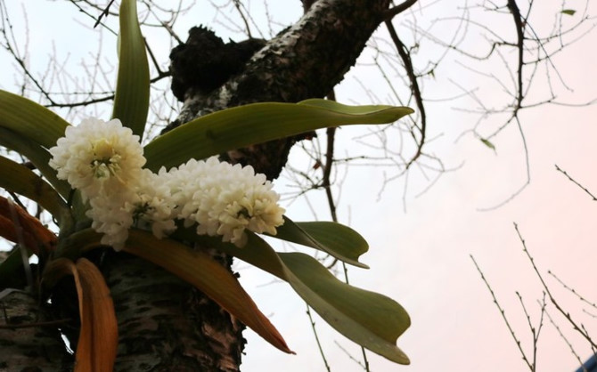 Vườn đào cổ thụ Hải Phòng chờ Tết