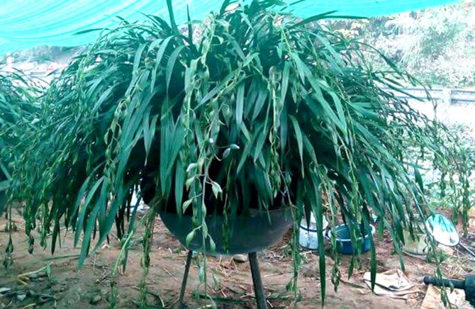 lan trần mộng,địa lan,đại gia Việt,hoa cảnh chơi tết,tết nguy&ecirc;n đ&aacute;n,thị trường tết