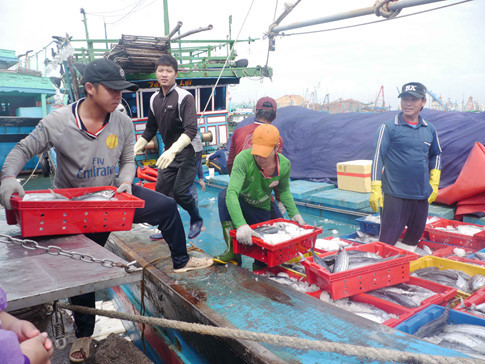 Tr&uacute;ng đậm c&aacute; ngừ, đầu năm ngư d&acirc;n hăng h&aacute;i ra khơi đ&aacute;nh bắt tr&aacute;i vụ - ảnh 2