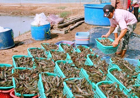cổ phiếu thủy sản,thủy sản Hùng Vương,Dương Ngọc Minh,xuất khẩu thủy sản,đại gia thủy sản