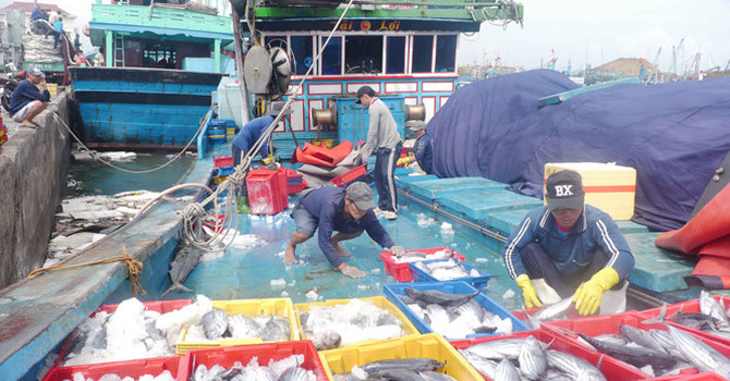 Tr&uacute;ng đậm c&aacute; ngừ, đầu năm ngư d&acirc;n hăng h&aacute;i ra khơi đ&aacute;nh bắt tr&aacute;i vụ