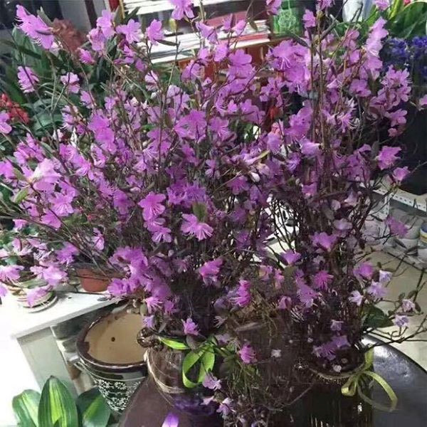 hoa đỗ quyên,thị trường tết,thị trường hoa tết,hoa chơi tết,tết nguyên đán
