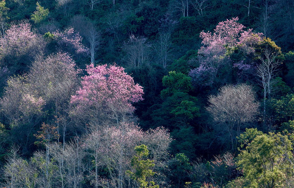 Di khap 'hang cung ngo hem' Da Lat ngam mai anh dao hinh anh 2