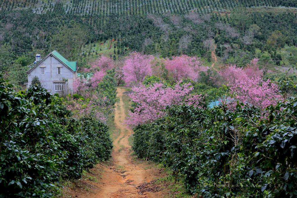 Di khap 'hang cung ngo hem' Da Lat ngam mai anh dao hinh anh 11