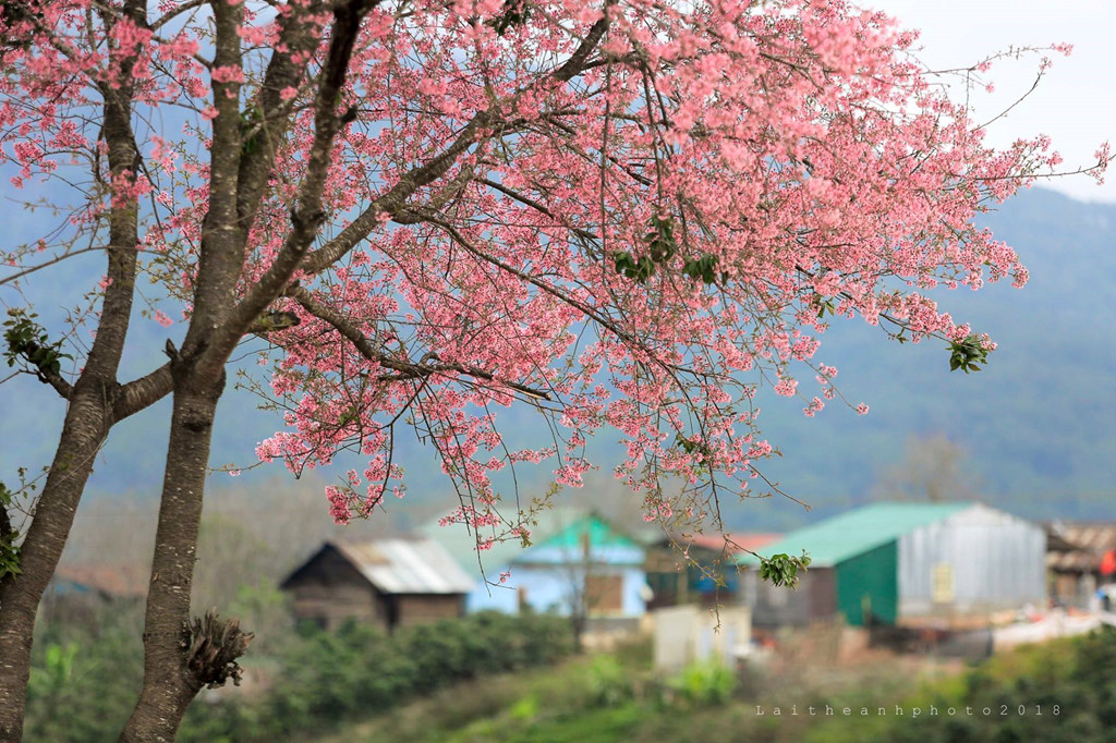 Di khap 'hang cung ngo hem' Da Lat ngam mai anh dao hinh anh 13