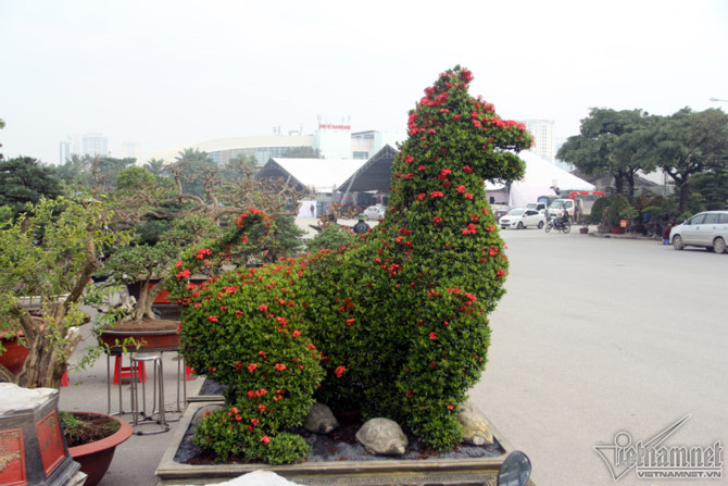 c&acirc;y cảnh,c&acirc;y kiểng,si&ecirc;u c&acirc;y cảnh,H&agrave; Nội,c&acirc;y mẫu đơn