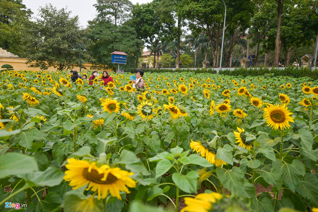 Vuon hoa huong duong giua trung tam Ha Noi, diem check in song ao moi hinh anh 12