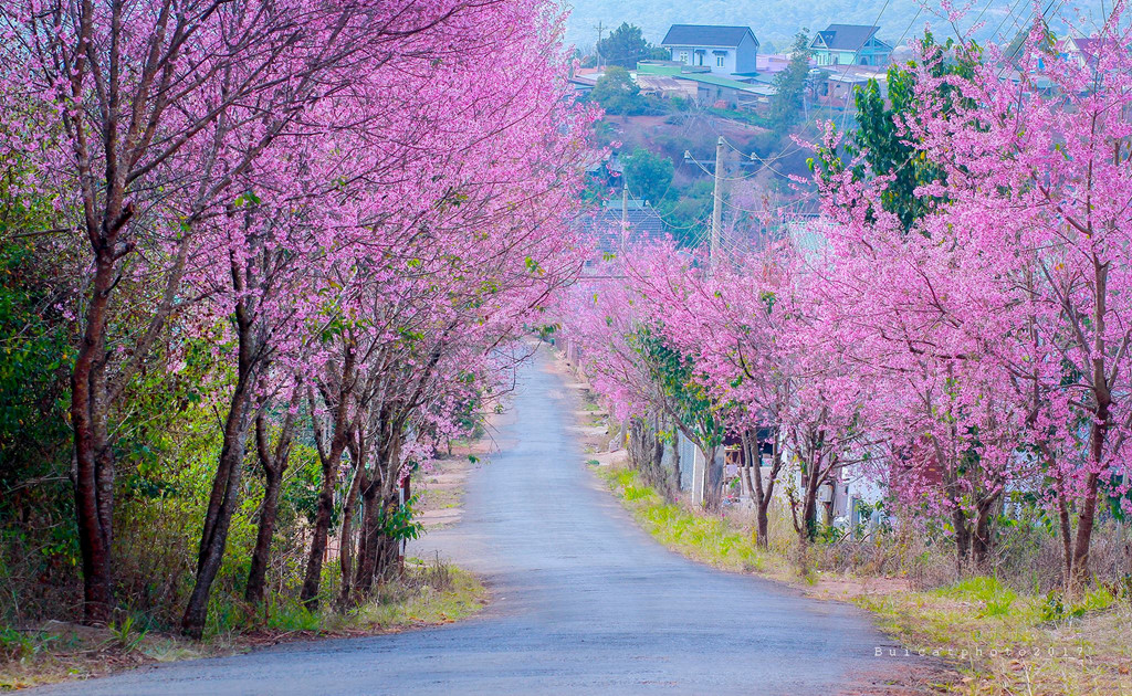 Di khap 'hang cung ngo hem' Da Lat ngam mai anh dao hinh anh 12