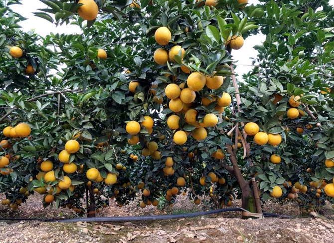 n&ocirc;ng d&acirc;n l&agrave;m gi&agrave;u,n&ocirc;ng d&acirc;n tỷ ph&uacute;,trồng cam,trồng cam canh,khởi nghiệp n&ocirc;ng nghiệp