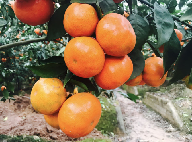 n&ocirc;ng d&acirc;n l&agrave;m gi&agrave;u,n&ocirc;ng d&acirc;n tỷ ph&uacute;,trồng cam,trồng cam canh,khởi nghiệp n&ocirc;ng nghiệp