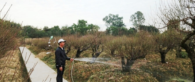 Vườn đào cổ thụ Hải Phòng chờ Tết