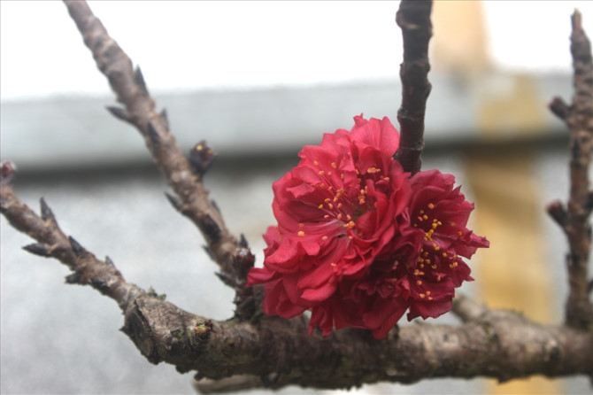 Điều đặc biệt ở Đ&agrave;o Thất Thốn l&agrave; hoa đ&agrave;o. Hoa đ&agrave;o bung nở c&oacute; k&iacute;ch thước khổng lồ với đường k&iacute;nh từ 4-5 cm. M&agrave;u hoa đỏ thắm, nhụy v&agrave;ng. 