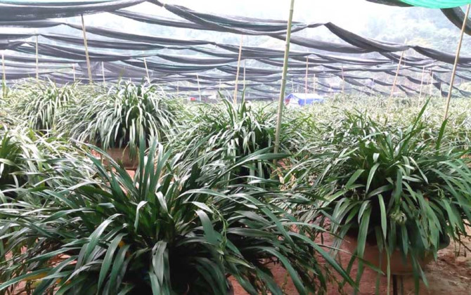 lan trần mộng,địa lan,đại gia Việt,hoa cảnh chơi tết,tết nguy&ecirc;n đ&aacute;n,thị trường tết