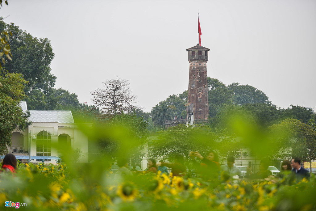 Vuon hoa huong duong giua trung tam Ha Noi, diem check in song ao moi hinh anh 4