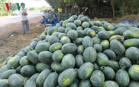 dua hau tet o binh thuan chat dong ven song do rot gia hinh 2