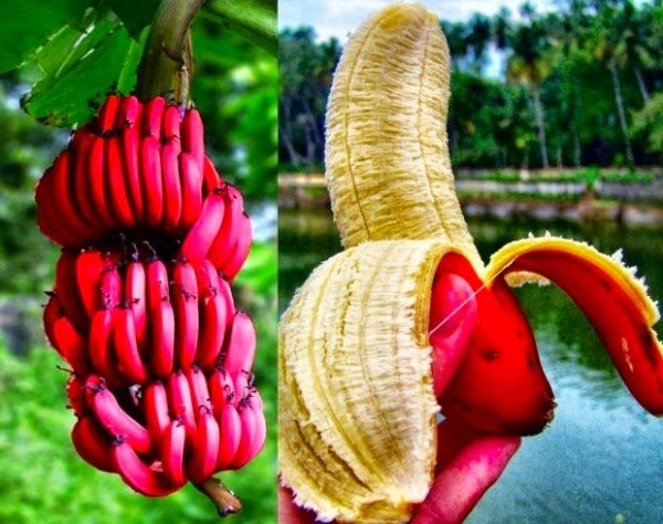hoa quả độc lạ,quả trưng Tết,bưởi đỏ,chuối đỏ