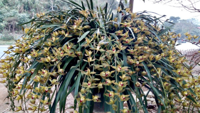 {title} lan trần mộng, thị trường tết, hoa tết
