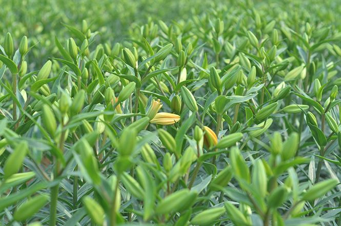 hoa ly nở muộn Tết 2018 - ảnh 4