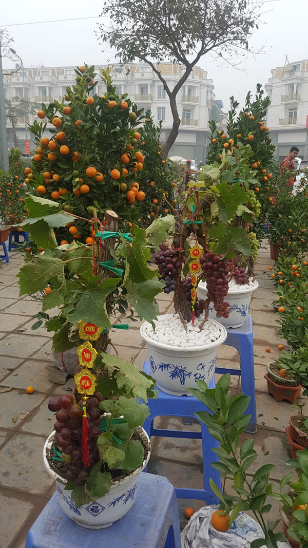Tết Nguy&ecirc;n đ&aacute;n,chợ hoa xu&acirc;n,si&ecirc;u c&acirc;y cảnh,c&acirc;y độc