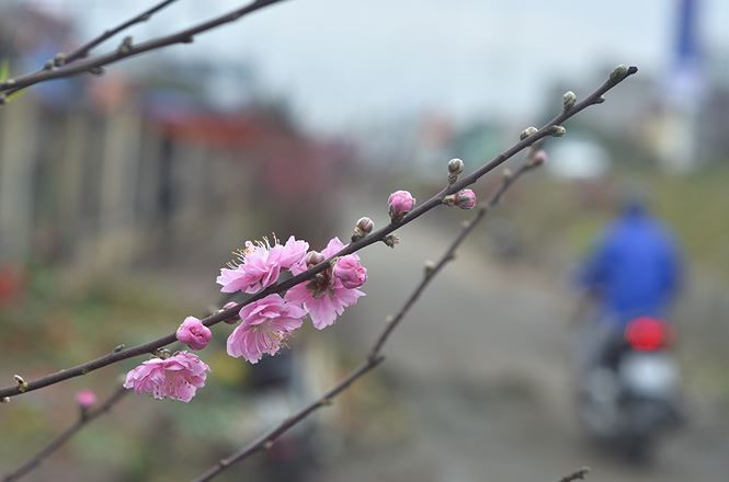 Tiền triệu một cành hoa lê rừng chơi Rằm tháng Giêng - ảnh 12