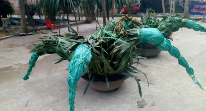 {title} lan trần mộng, thị trường tết, hoa tết