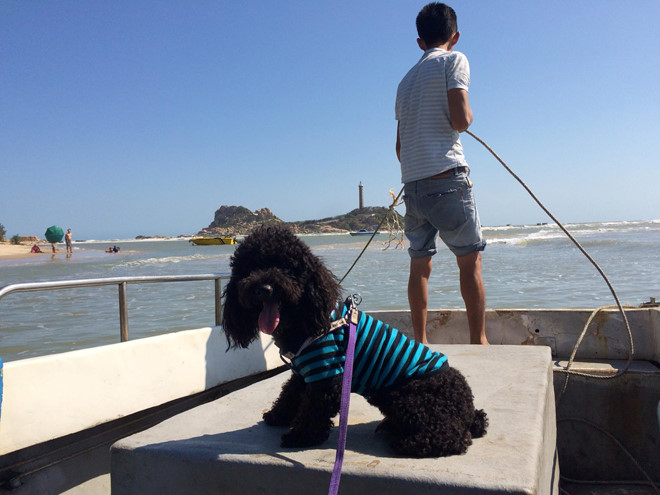 Hành trình xuyên Việt về quê ăn tết của chú chó Poodle hình ảnh 2 Hanh trinh xuyen Viet ve que an tet cua chu cho Poodle hinh anh 2
