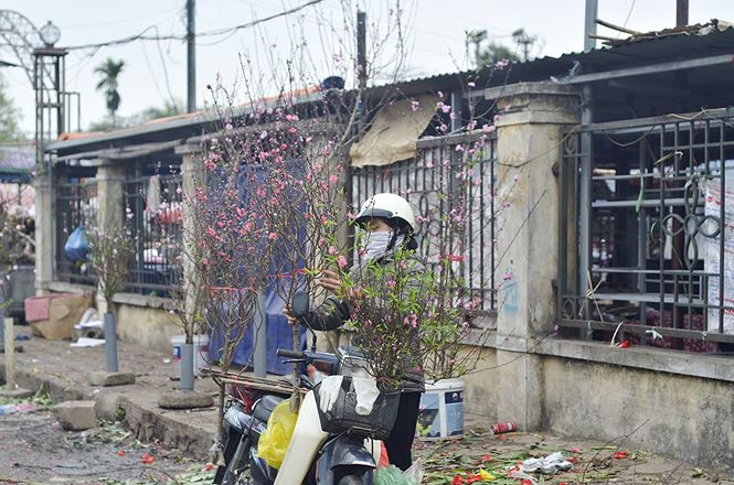 Tiền triệu một cành hoa lê rừng chơi Rằm tháng Giêng - ảnh 15