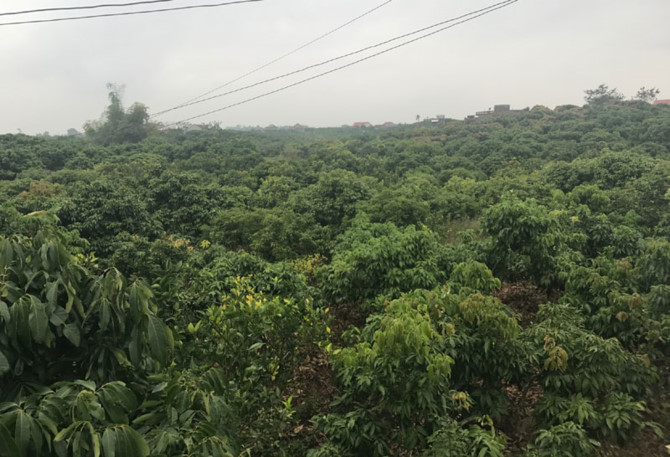 vải thiều,vải thiều lục ngạn,n&ocirc;ng d&acirc;n l&agrave;m gi&agrave;u