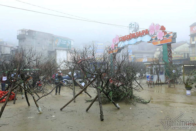 chợ hoa đ&agrave;o, đ&agrave;o rừng, Sa Pa
