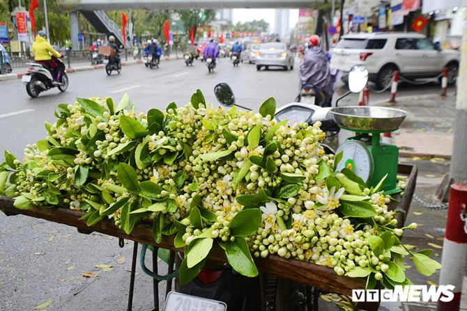 hoa buoi dau mua, gia toi 300.000 dong/kg van hut khach ha noi hinh 3
