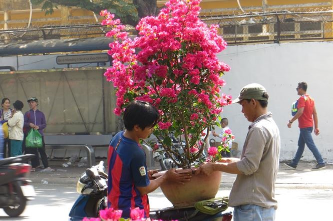 Lo bị '&eacute;p r&aacute;c', hoa tết xả h&agrave;ng sớm ở S&agrave;i G&ograve;n - ảnh 8