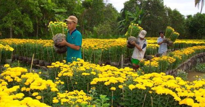 Hoa c&uacute;c Đ&agrave; Lạt rớt gi&aacute; mạnh