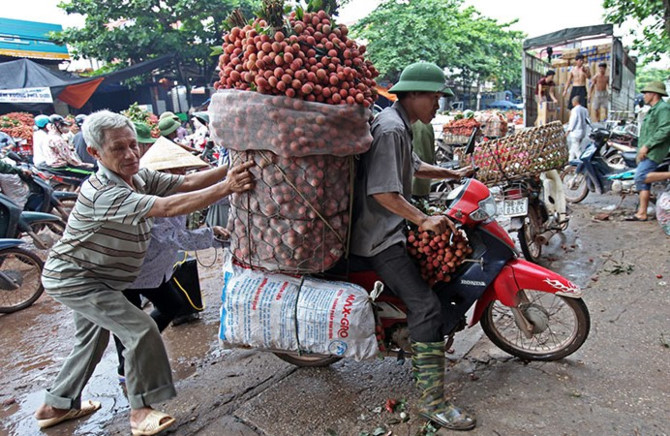 vải thiều,vải thiều lục ngạn,nông dân làm giàu,nông sản rớt giá