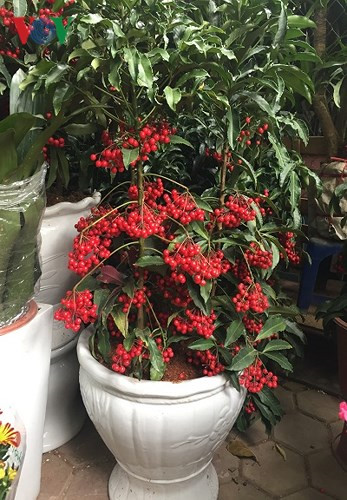 thi truong hoa, cay canh tet: ten cang keu, cang… hut khach hinh 4