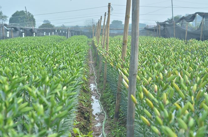 hoa ly nở muộn Tết 2018 - ảnh 1