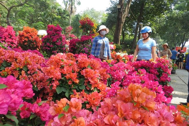 Lo bị '&eacute;p r&aacute;c', hoa tết xả h&agrave;ng sớm ở S&agrave;i G&ograve;n - ảnh 6